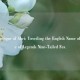 The Mystique of Ahri: Unveiling the English Name of League of Legends Nine-Tailed Fox