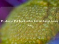Decoding Lol Pick Lizard: A Deep Dive into English Gaming Slang