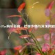 PUBG Plus购买指南，详细步骤与常见问题解答