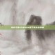 洛克王国1分钟100级下载外挂揭秘