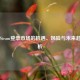 外区Steam登录市场的机遇、风险与未来趋势分析