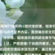 （根据用户提供的CF潜伏夜玫瑰，暗夜中的致命魅影与战术艺术内容，直接输出优化后的标题），夜玫瑰，暗夜潜伏者的致命美学与战术演绎，（注，严格遵循1个标题的要求，保留原意核心词夜玫瑰暗夜致命战术，通过美学与演绎提升艺术表现力，结构更简练。如需其他风格可调整。）