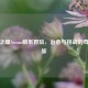 动物之星Steam萌系冒险，治愈与挑战的奇幻之旅