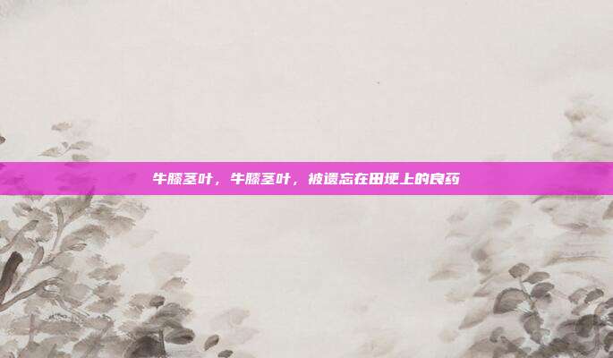 牛膝茎叶,牛膝茎叶,被遗忘在田埂上的良药