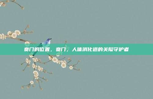 贲门的位置,贲门,人体消化道的关隘守护者