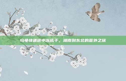 乌龟快递途中冻成干,湖南到东北的意外之旅