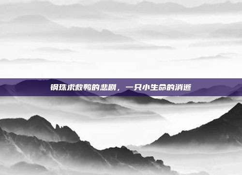 钢珠求救鸭的悲剧,一只小生命的消逝