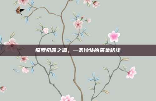 探索初露之源,一条独特的采集路线
